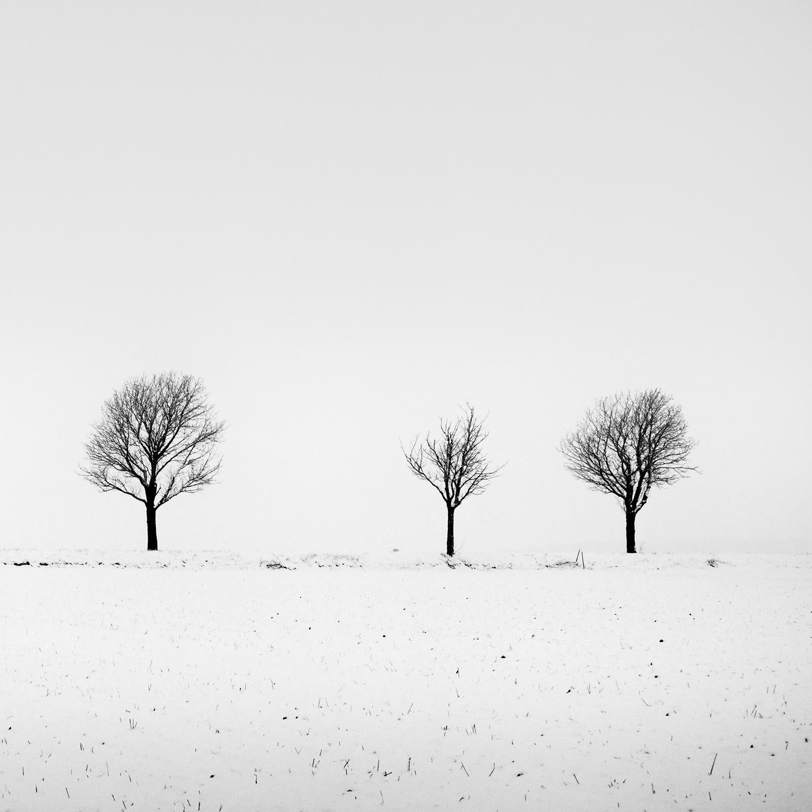 Cherry Trees in Snow Field, Panorama, Limited landscape photography print For Sale 4