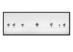 Cherry Trees in Snow Field, Panorama, Limited landscape photography print