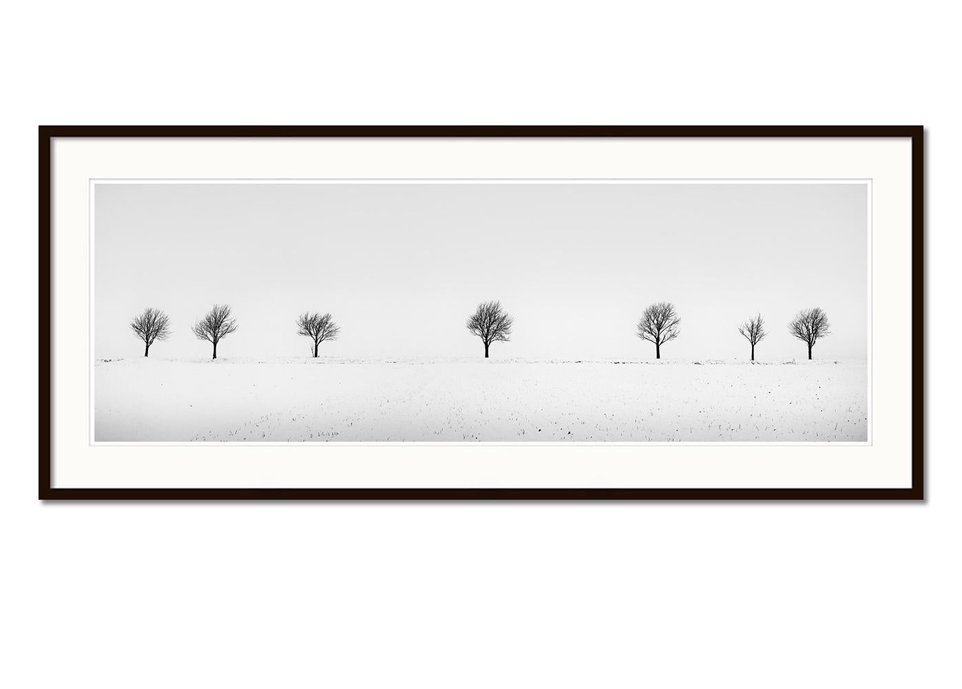 Cherry Trees in Snow Field, Panorama, Limited landscape photography print - Contemporary Photograph by Gerald Berghammer