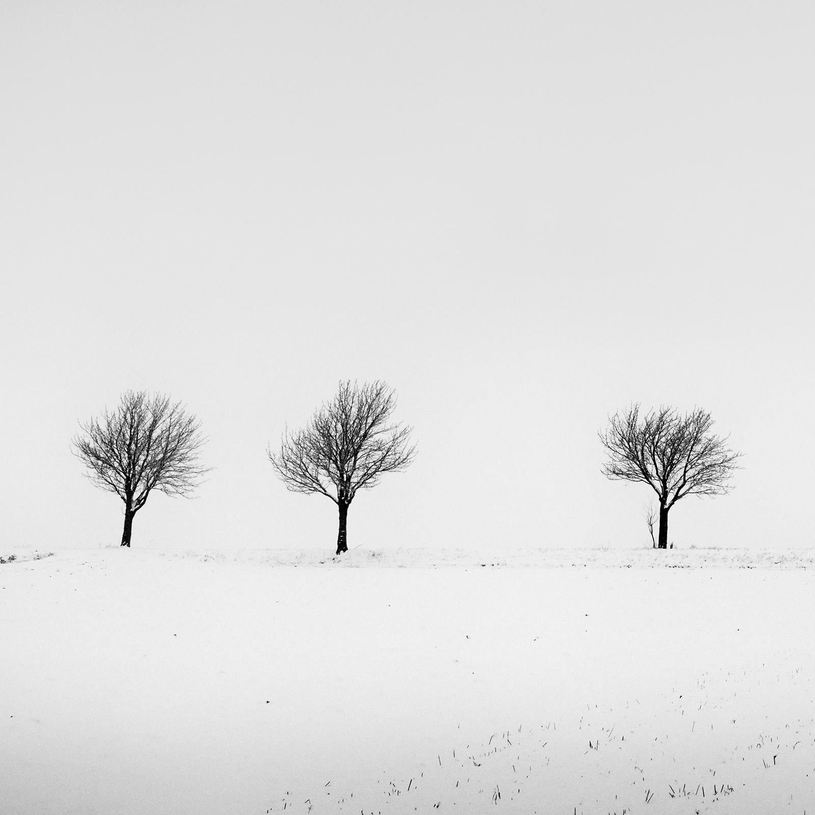 Cherry Trees in Snow Field, Panorama, Limited landscape photography print For Sale 2