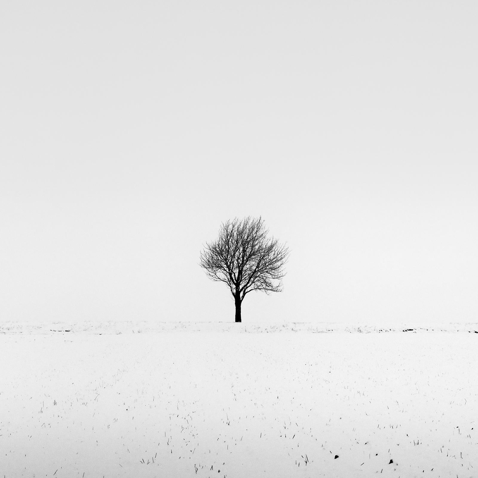 Cherry Trees in Snow Field, Panorama, Limited landscape photography print For Sale 3