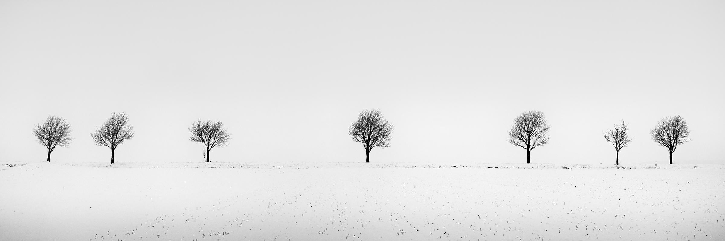 Gerald Berghammer Landscape Photograph - Cherry Trees in Snow Field, Panorama, Limited landscape photography print