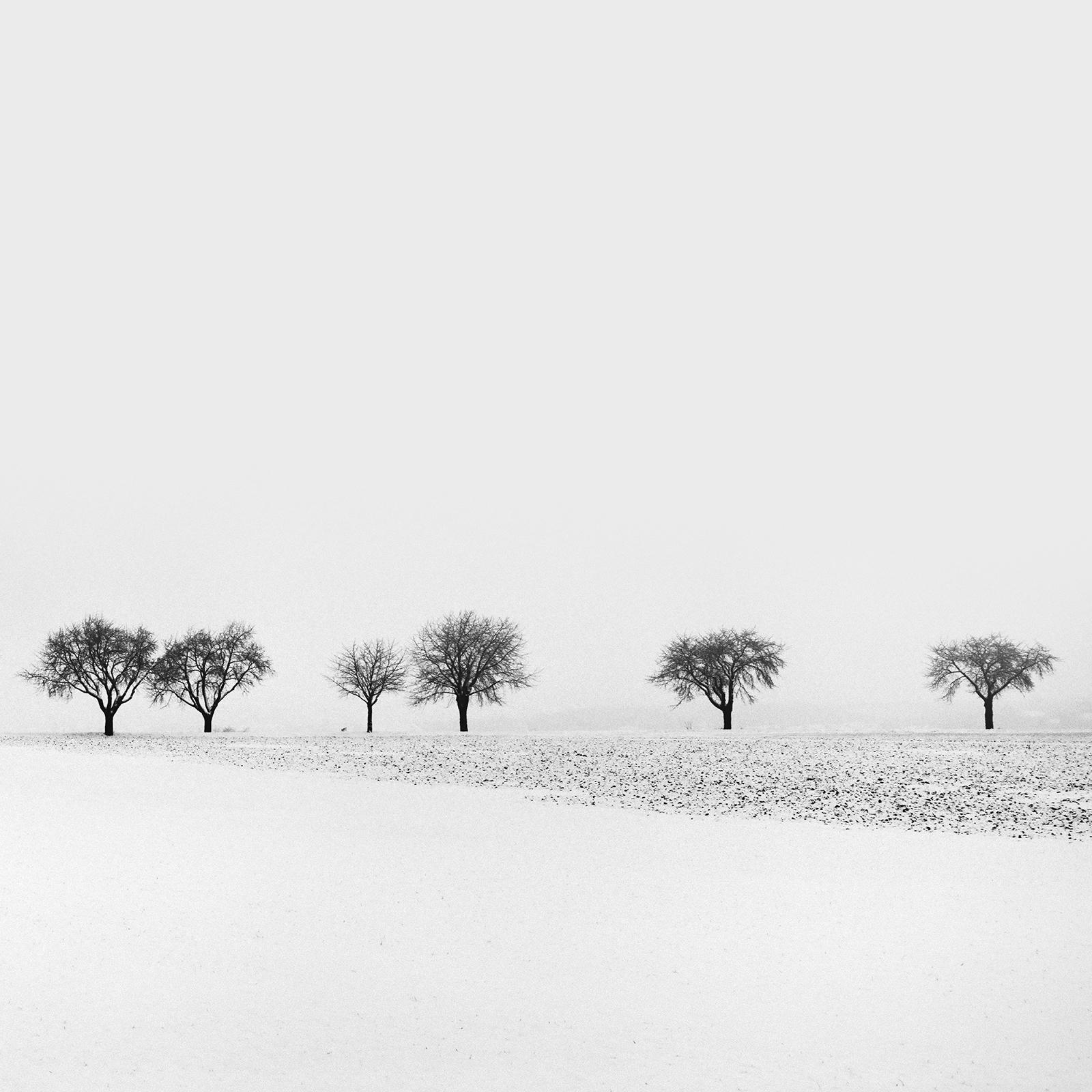Cherry Trees in snow Field, Tree Avenue, black and white photography, landscape For Sale 3