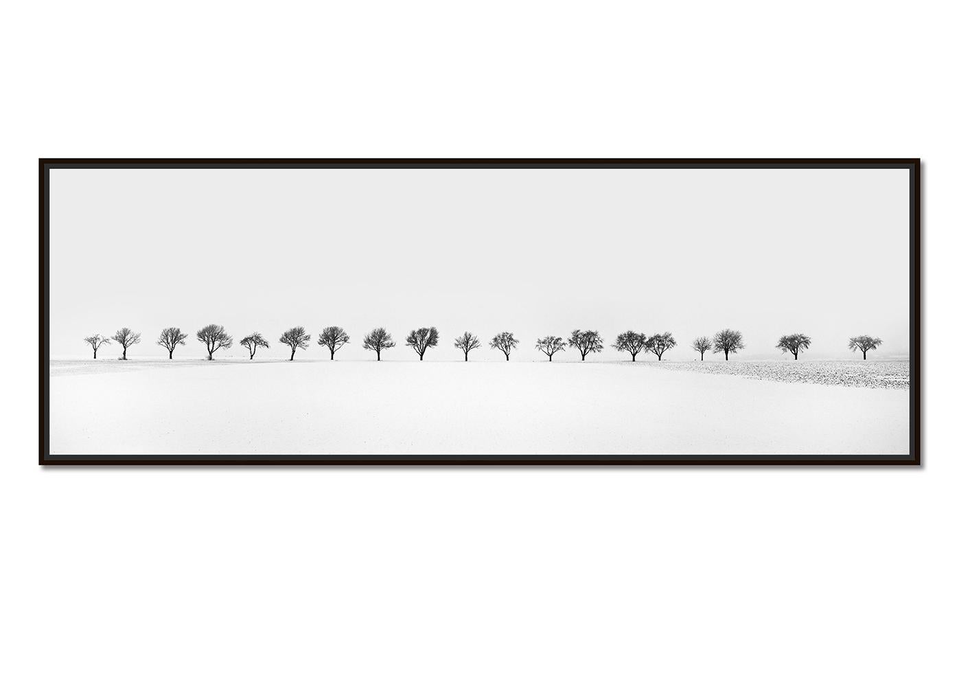 Cherry Trees in snow Field, Tree Avenue, black and white photography, landscape - Photograph by Gerald Berghammer