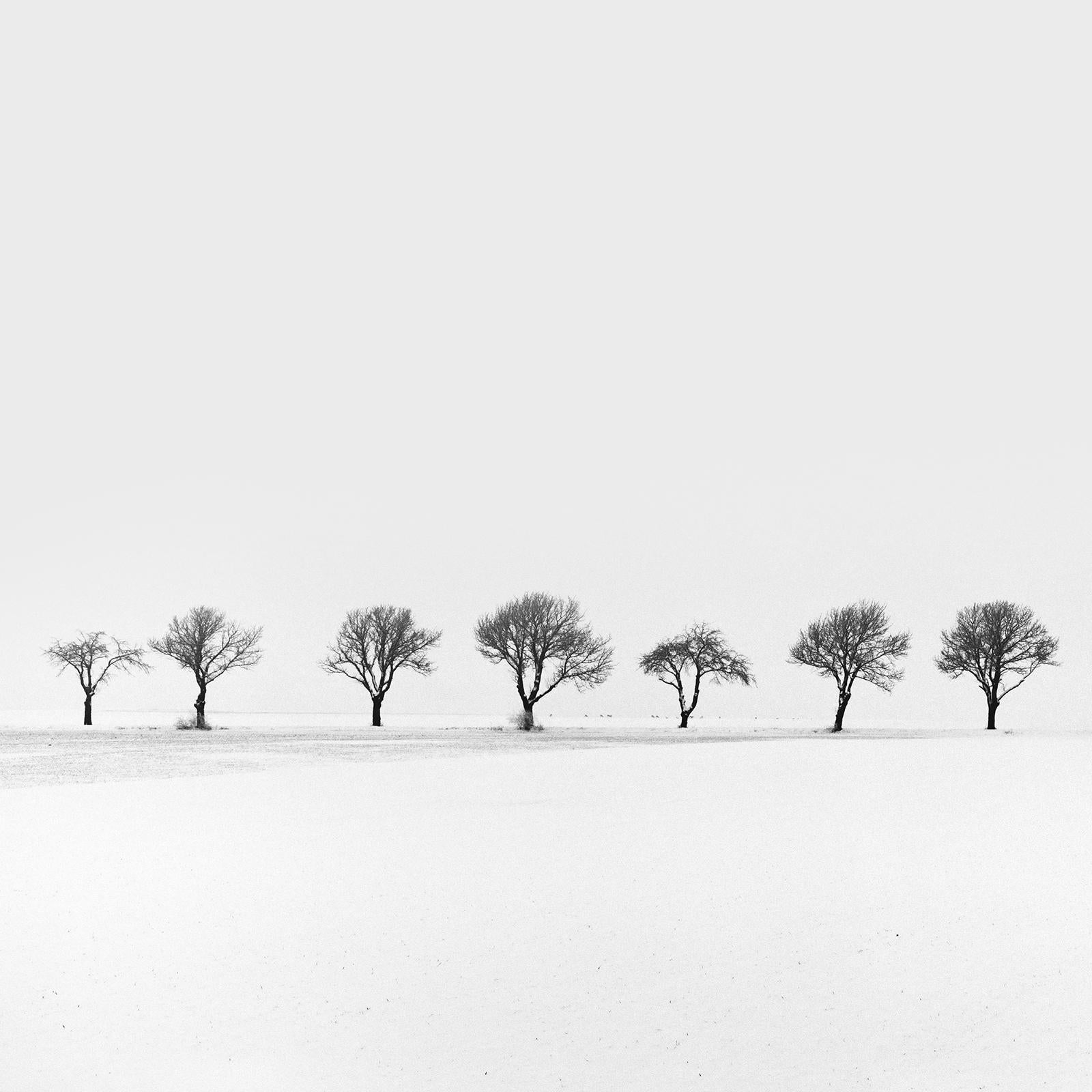 Cherry Trees in snow Field, Tree Avenue, black and white photography, landscape For Sale 1