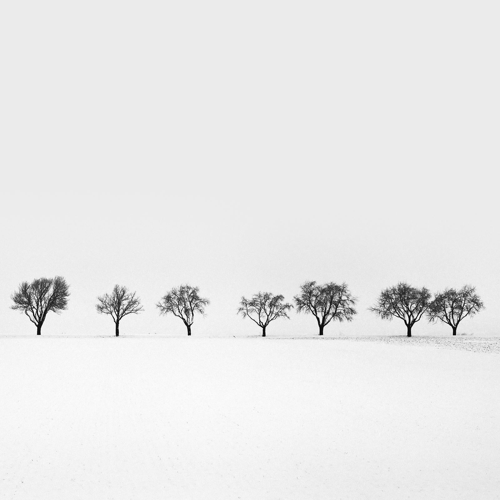 Cherry Trees in snow Field, Tree Avenue, black and white photography, landscape For Sale 2