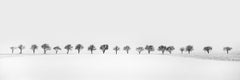 Ciliegi in un campo di neve, Viale degli alberi, fotografia in bianco e nero, paesaggio