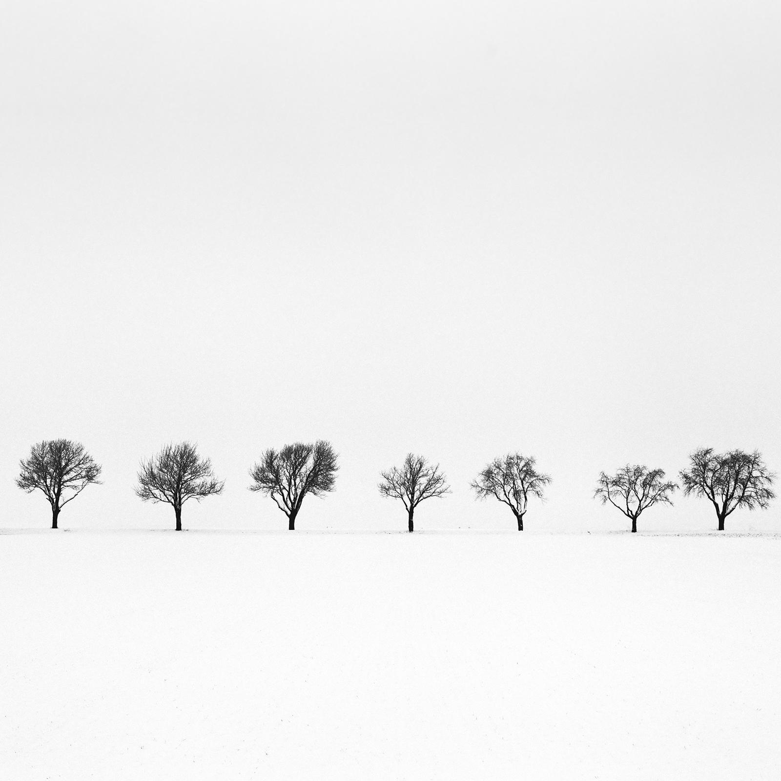 Cherry Trees in snow Field, Tree Avenue, black and white photography, landscape For Sale 1