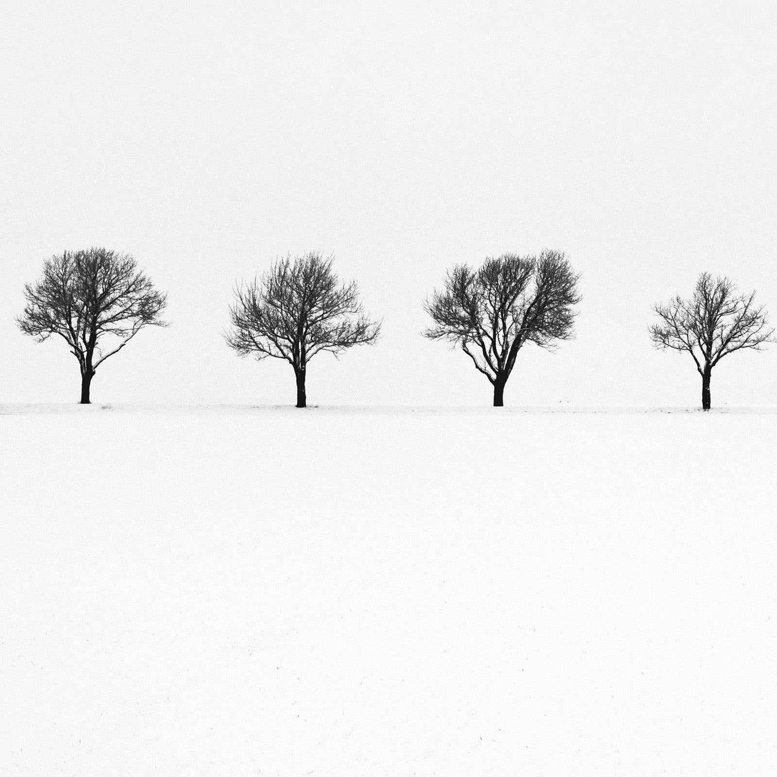 Cherry Trees in snow Field, Tree Avenue, black and white photography, landscape For Sale 2