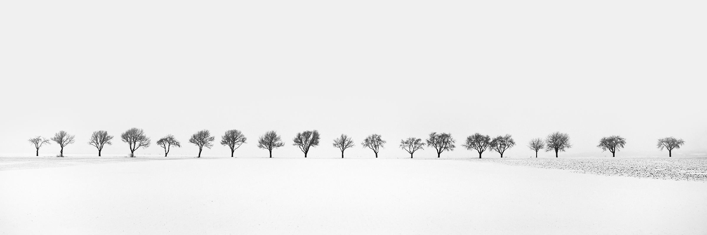 Gerald Berghammer Black and White Photograph - Cherry Trees in snow Field, Tree Avenue, black and white photography, landscape