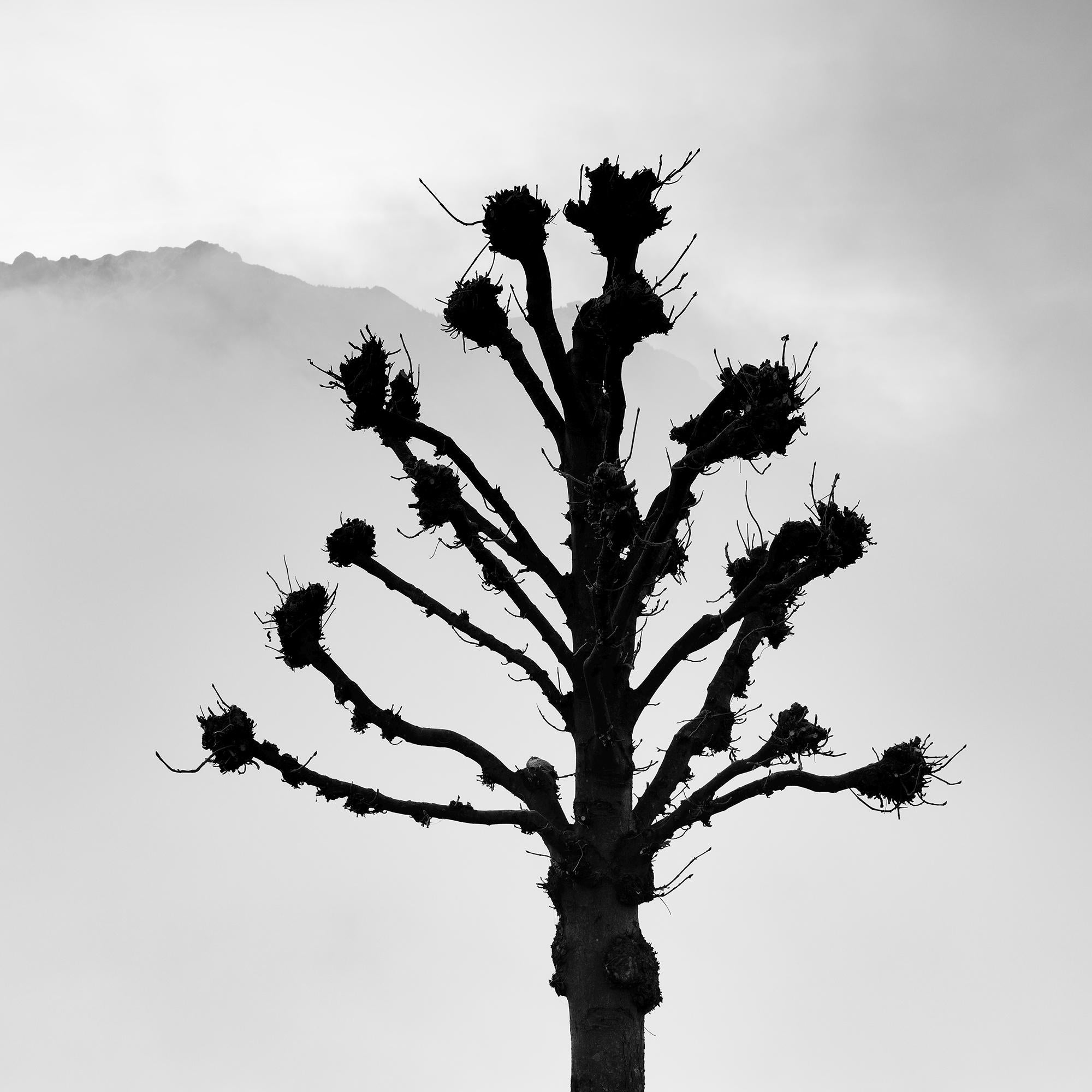 Kastanienbäume auf der Promenade, Traunsee, b&w Kunstfotografie, Landschaft im Angebot 5