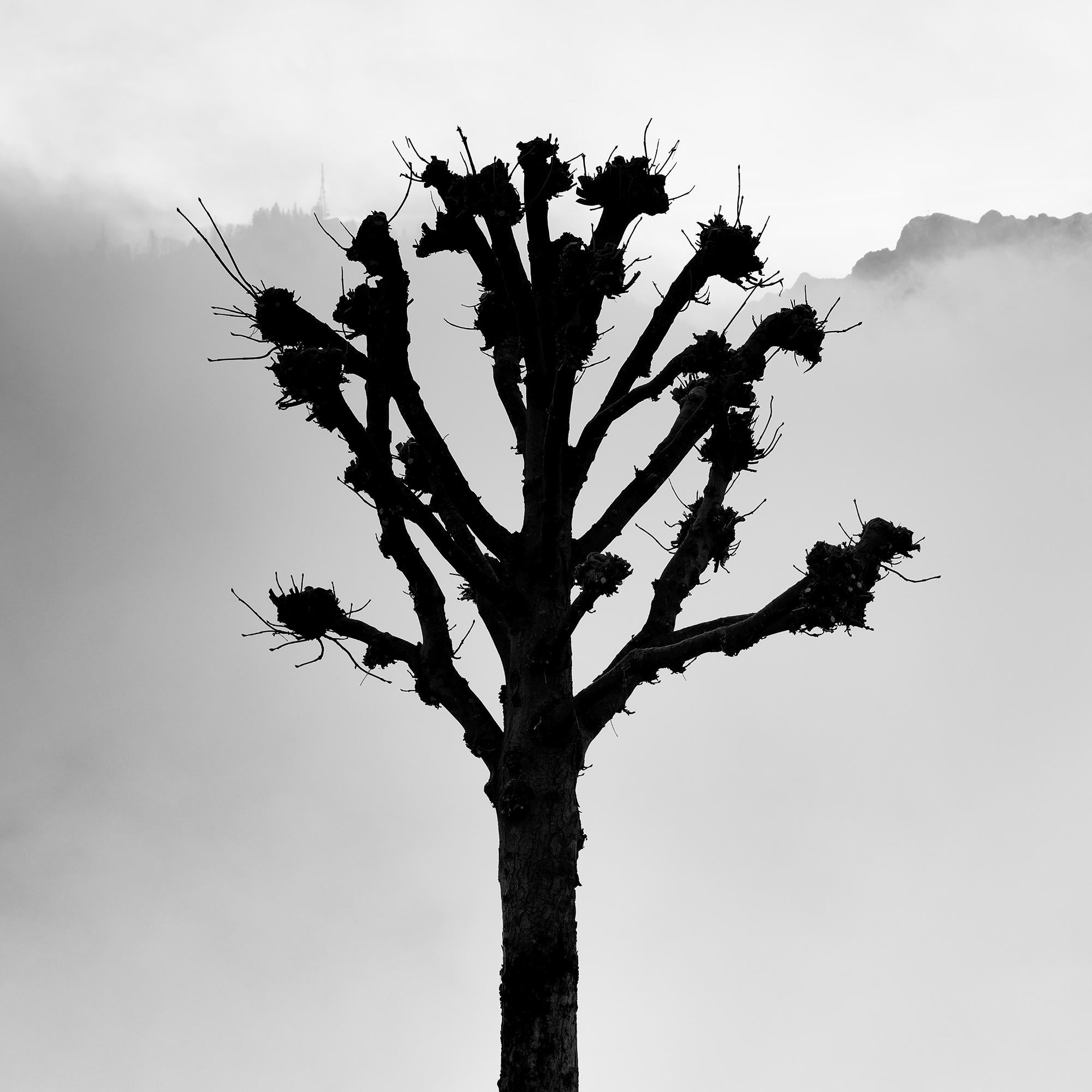 Kastanienbäume auf der Promenade, Traunsee, b&w Kunstfotografie, Landschaft im Angebot 3