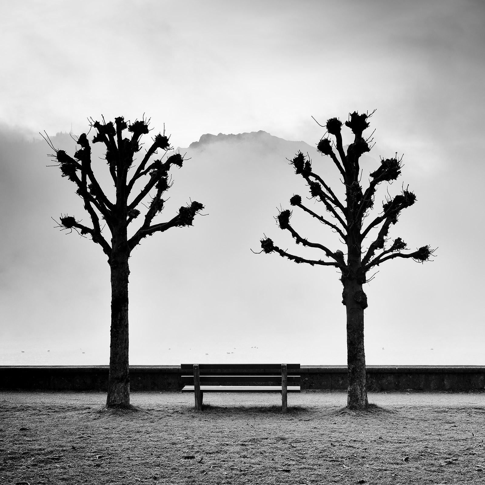 Des arbres de châtaignier sur la Promenade, Traunsee, photographie d'art b&w, paysage
