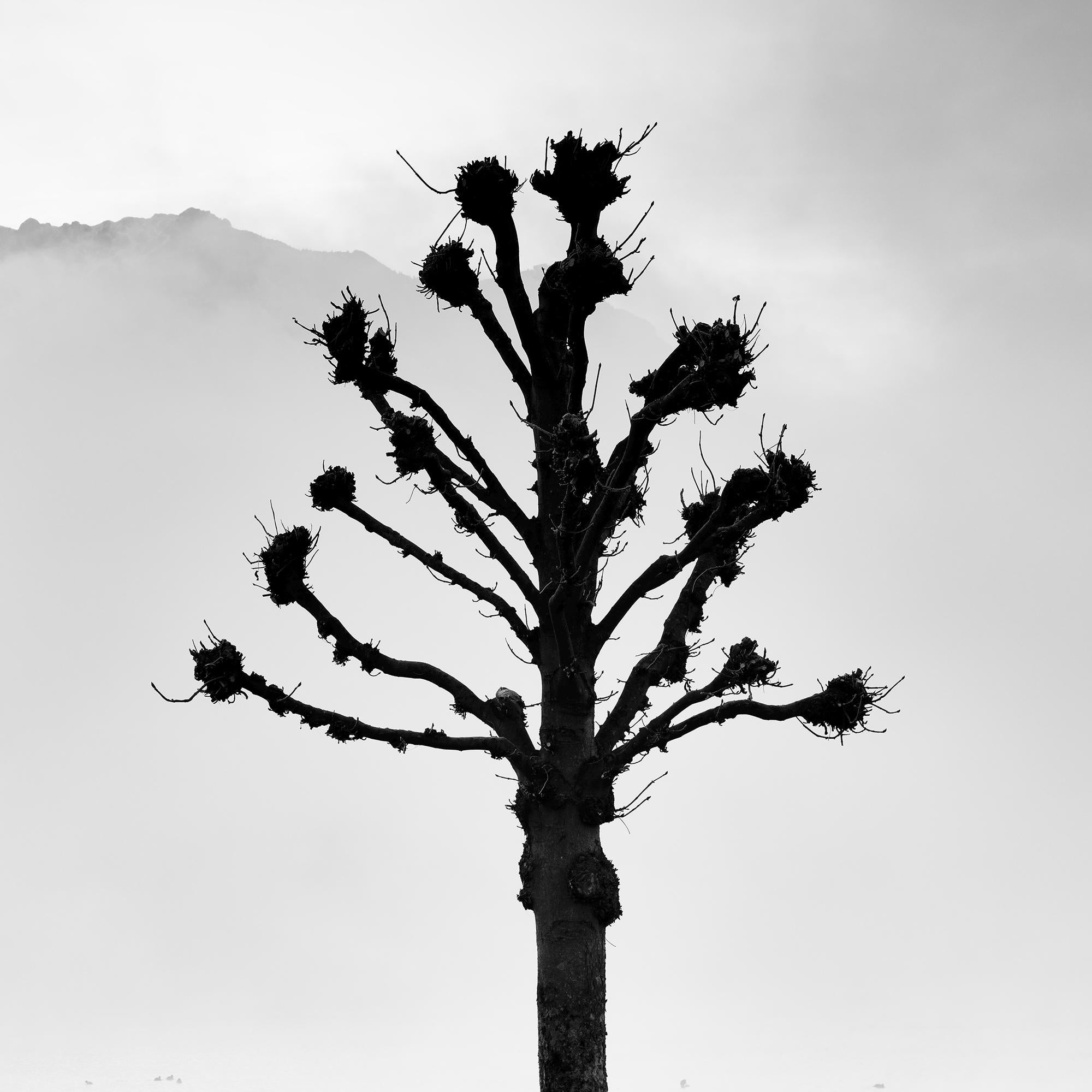 Chestnut Trees on the Promenade, Traunsee, b&w fine art photography, landscape For Sale 6