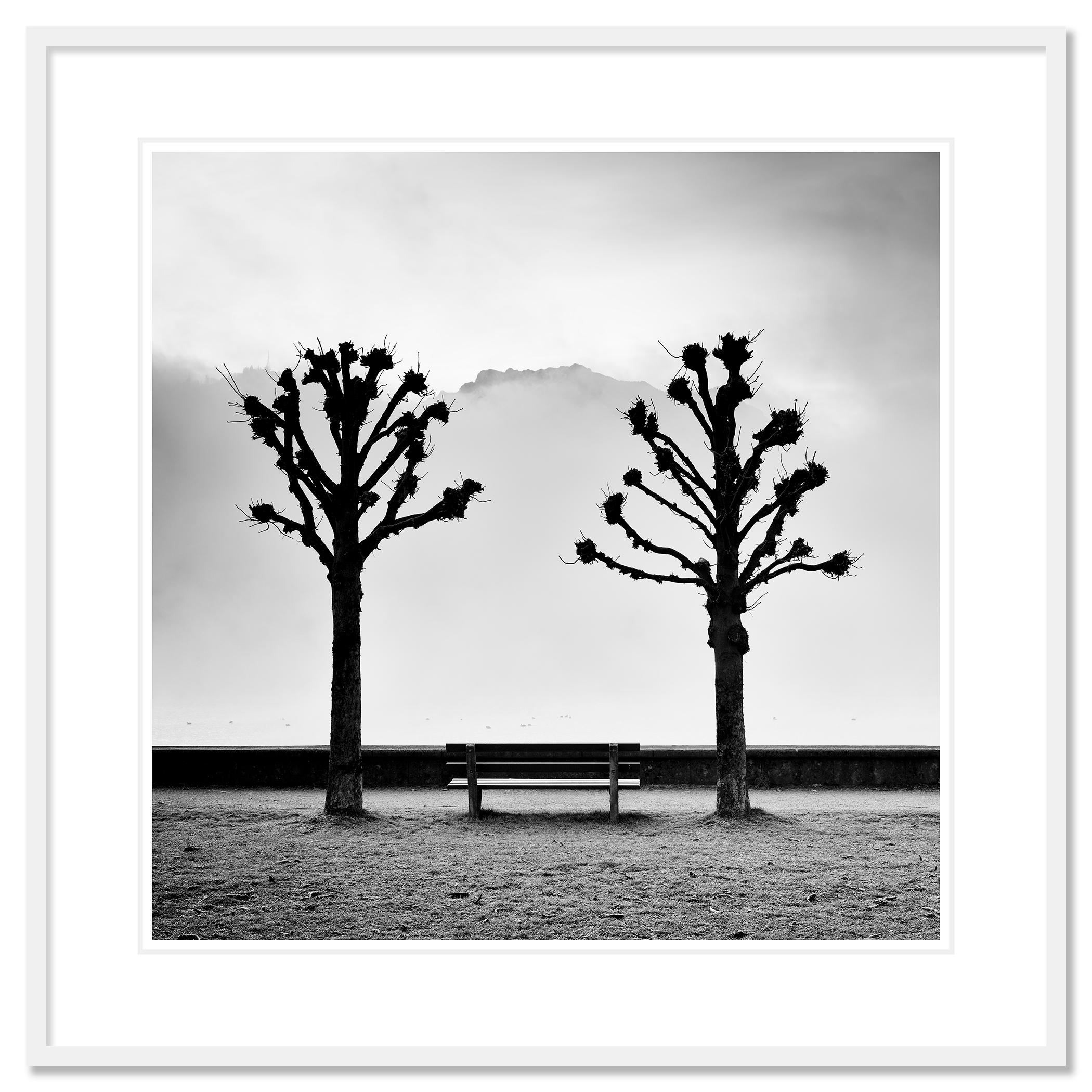 Chestnut Trees on the Promenade, Traunsee, b&w fine art photography, landscape For Sale 1