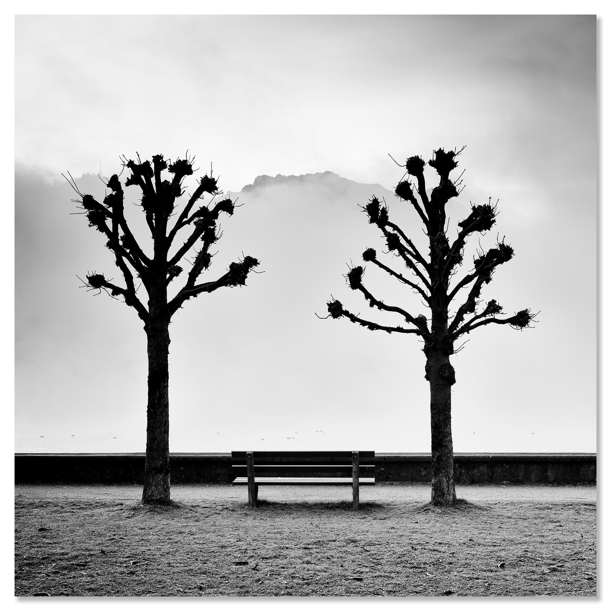 Chestnut Trees on the Promenade, Traunsee, b&w fine art photography, landscape For Sale 3