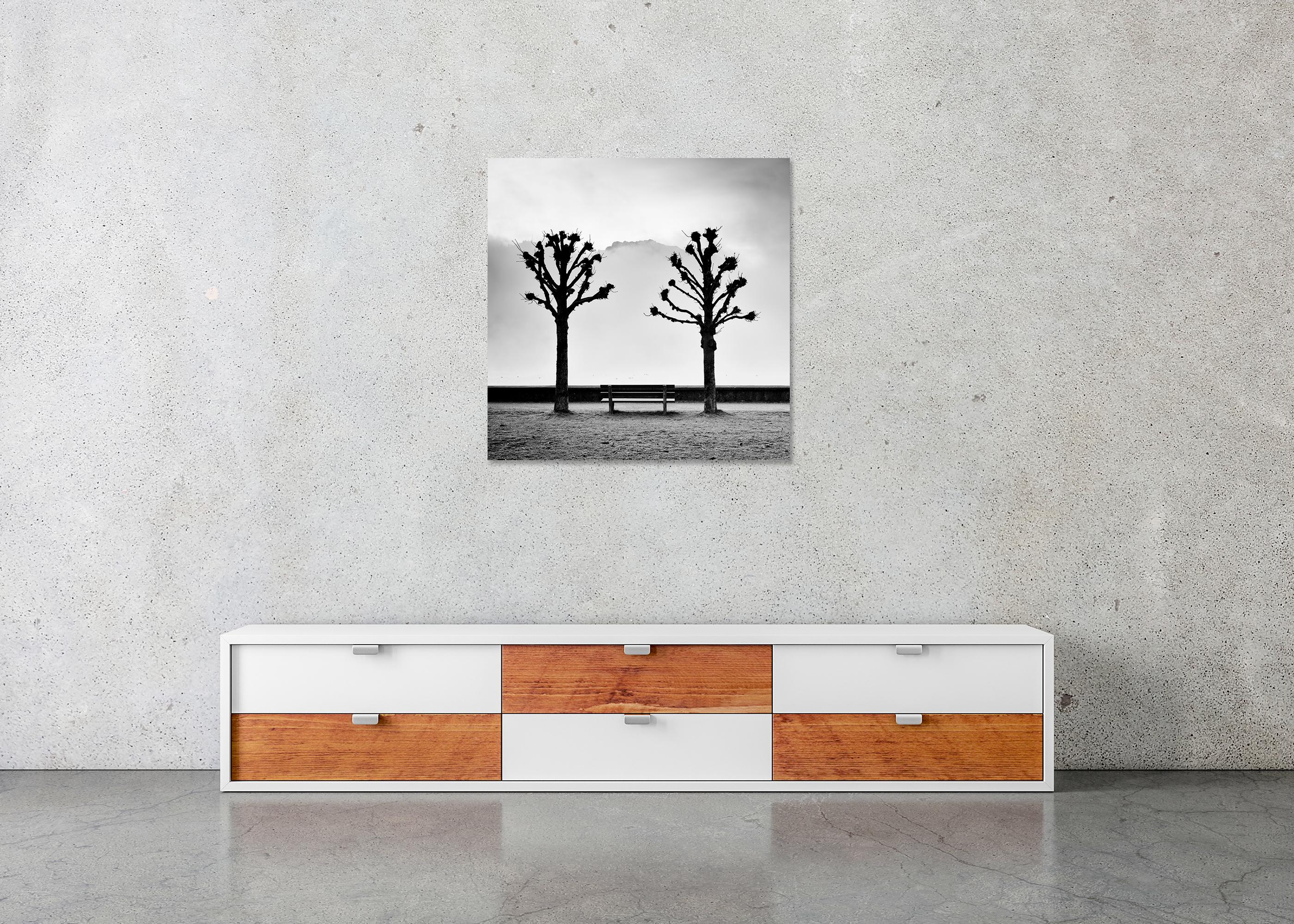 Chestnut Trees on the Promenade, Traunsee, b&w fine art photography, landscape For Sale 4