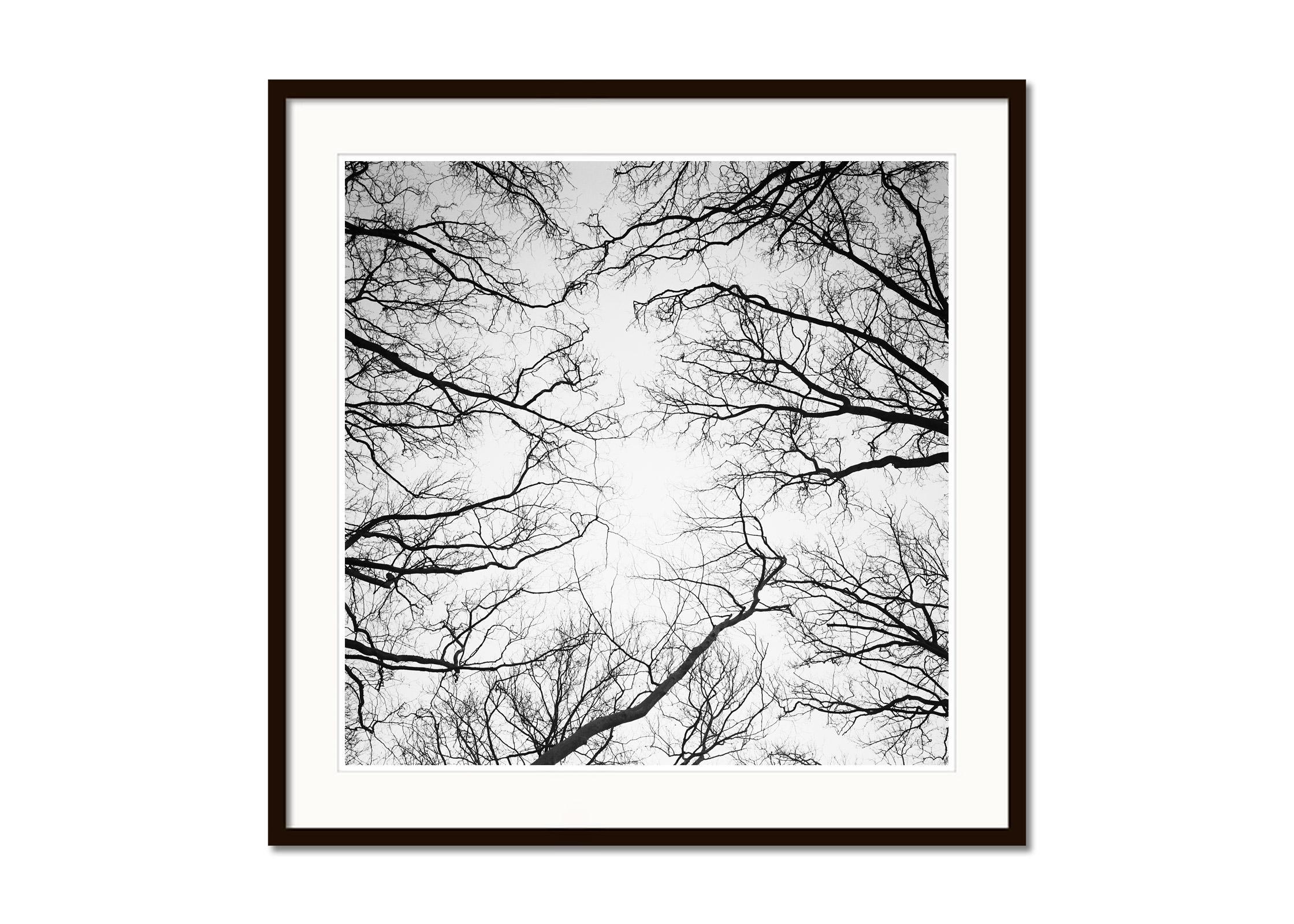 Chestnut Trees Palace of Versailles Paris Black and White Landscape Photography For Sale 3