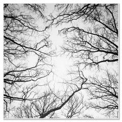 Chestnut Trees, Versailles, Paris, black and white photography, landscape, art