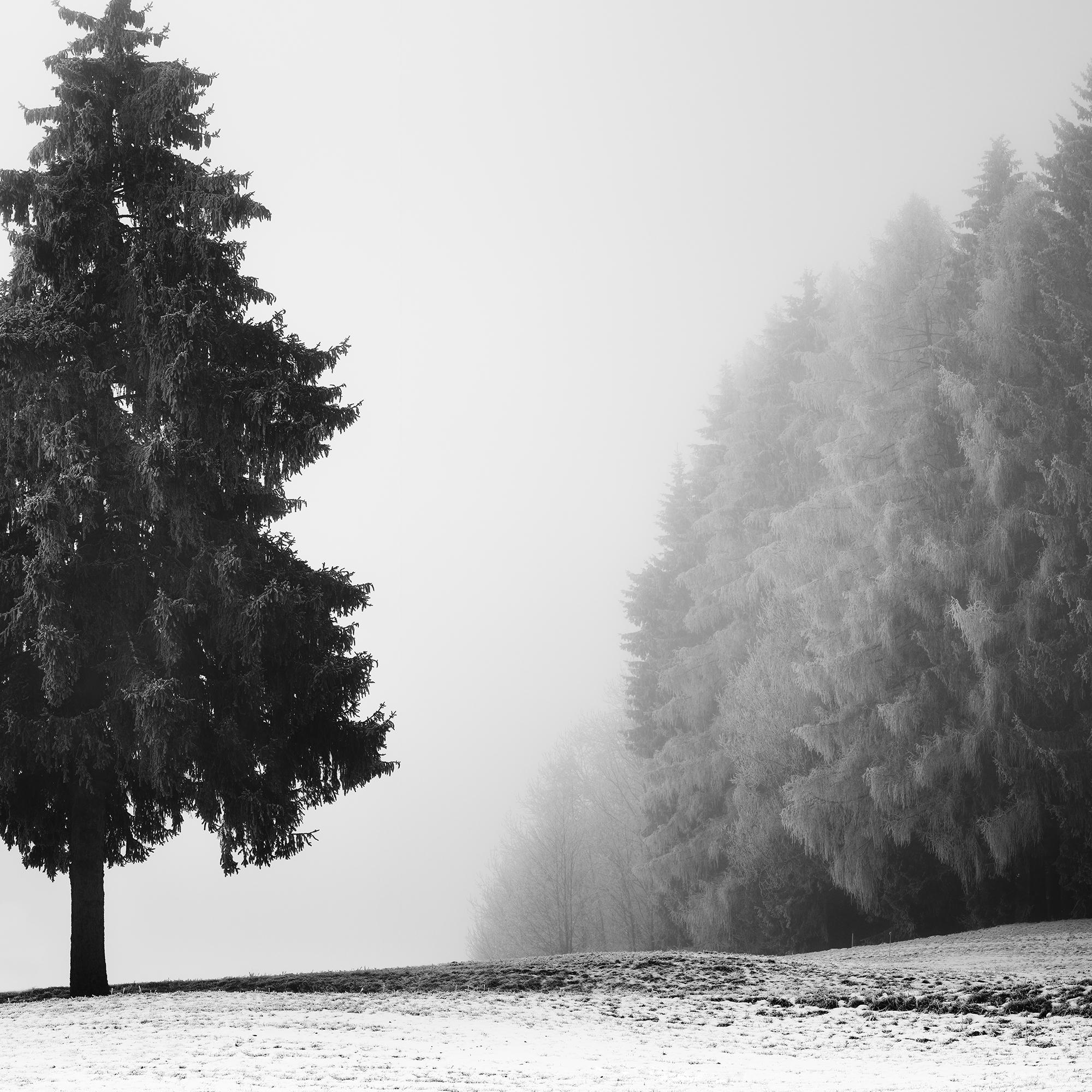 Arbre de Noël, paysage d'hiver, impression limitée de paysage monochrome en vente 5