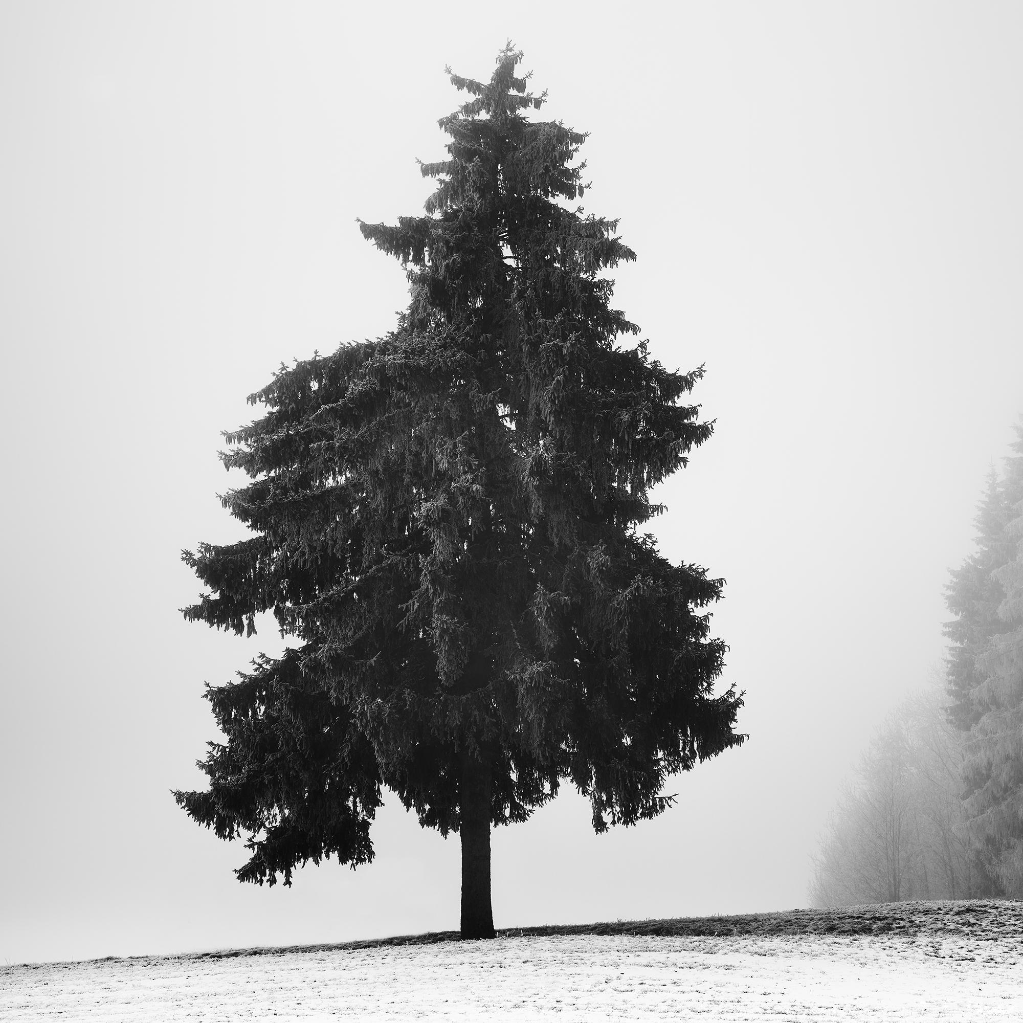 Arbre de Noël, paysage d'hiver, impression limitée de paysage monochrome en vente 6
