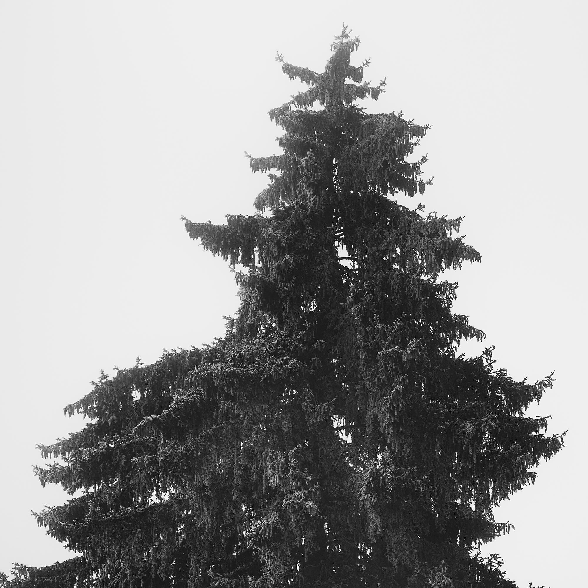 Arbre de Noël, paysage d'hiver, impression limitée de paysage monochrome en vente 7
