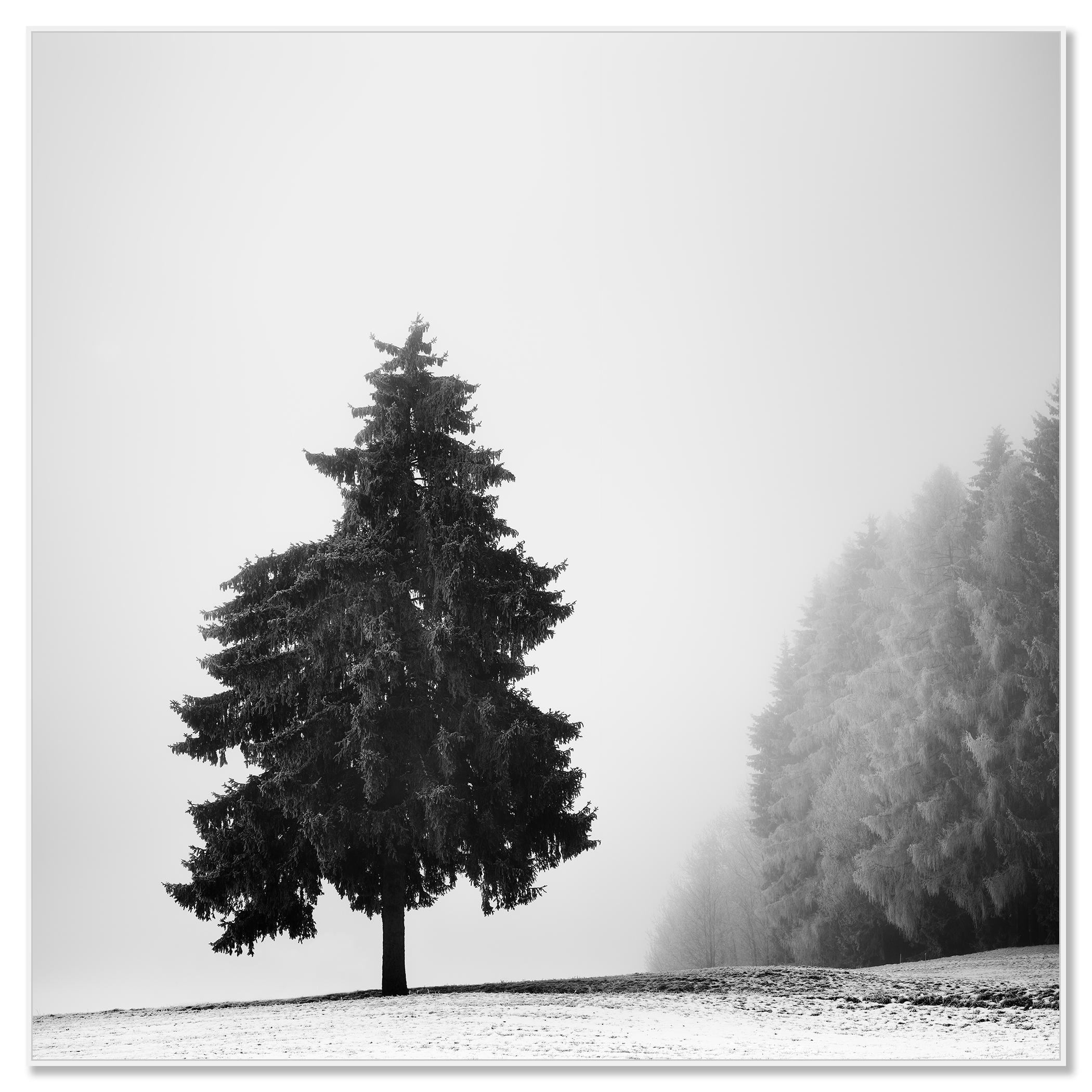 Arbre de Noël, paysage d'hiver, impression limitée de paysage monochrome - Photograph de Gerald Berghammer