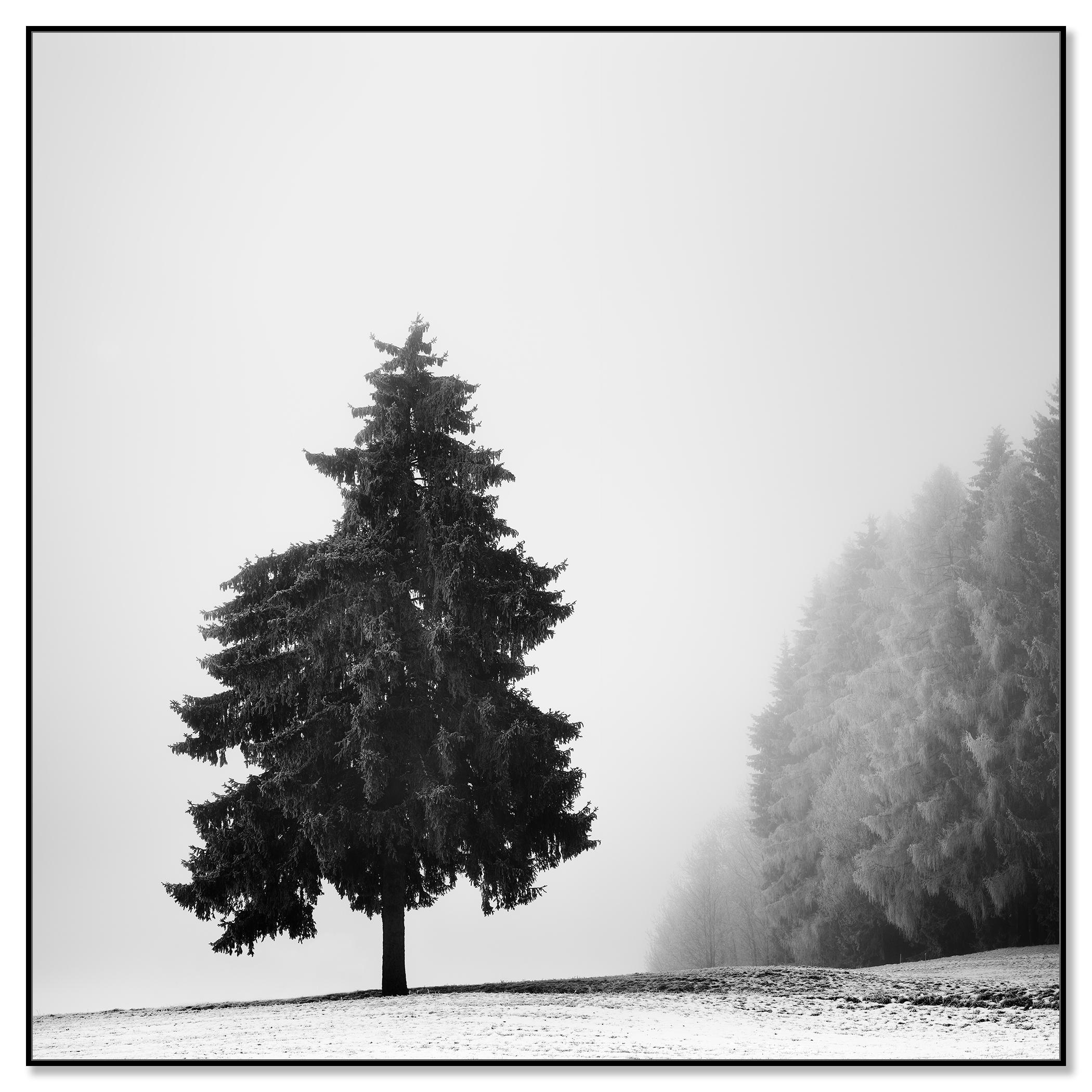 Arbre de Noël, paysage d'hiver, impression limitée de paysage monochrome - Contemporain Photograph par Gerald Berghammer