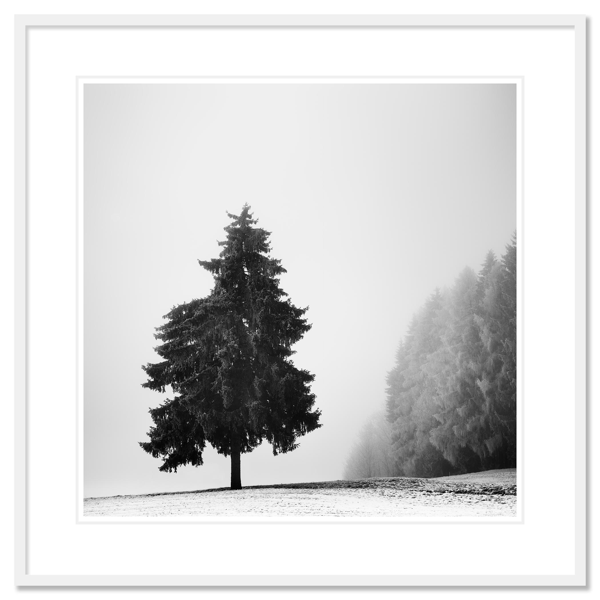 Étude de l'arbre de Noël 1, Autriche - n° 21350 // Photographie de paysage en noir et blanc. 
Agave bleu, plante, détail, Arizona, États-Unis. Épreuve à l'encre pigmentaire d'archives, édition de 9 exemplaires. Signée, titrée, datée et numérotée par