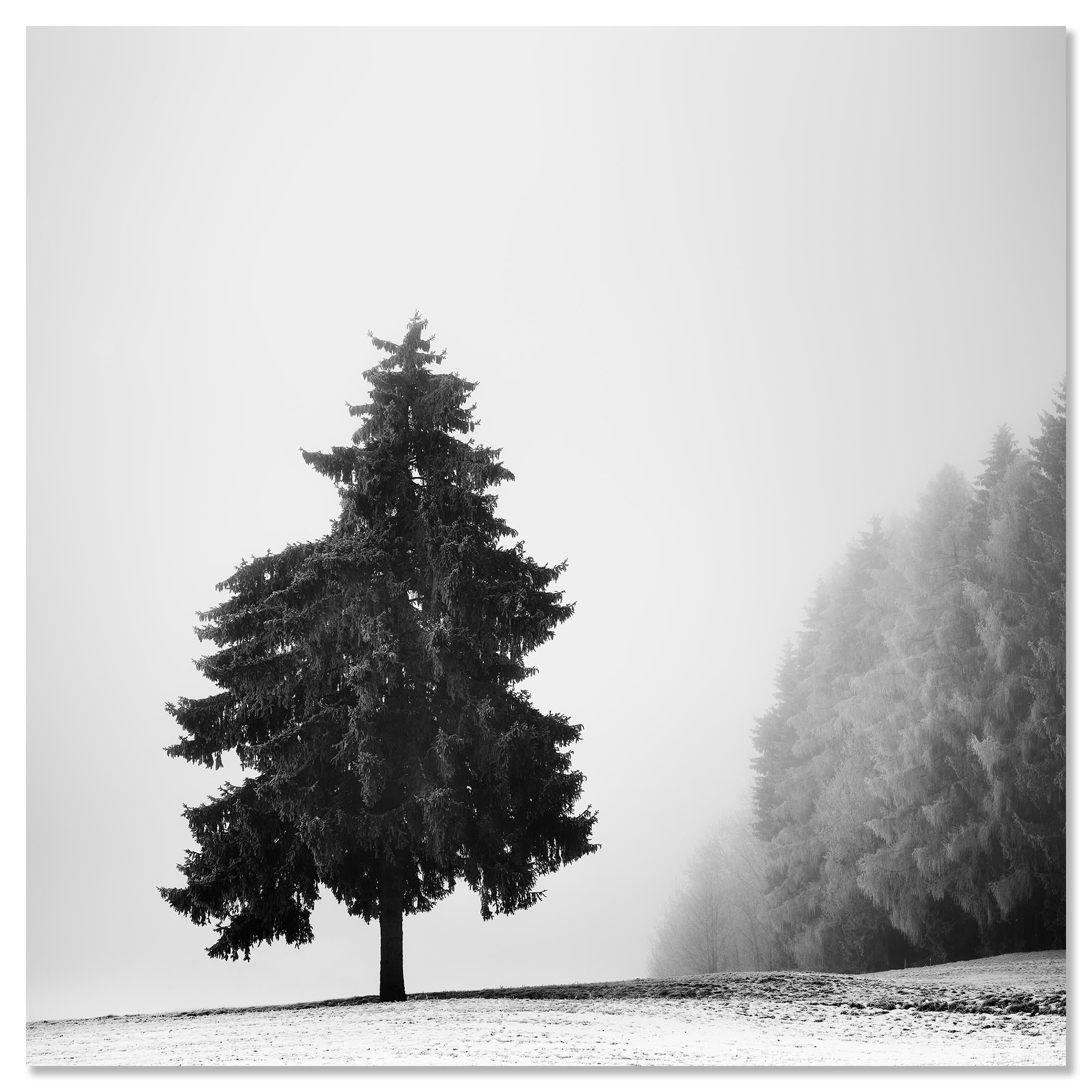 Arbre de Noël, paysage d'hiver, impression limitée de paysage monochrome en vente 3