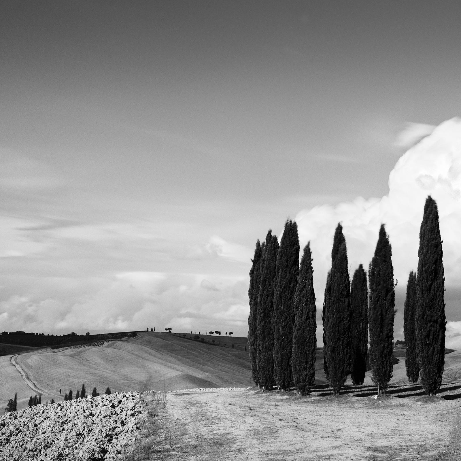 Circle of Cypress Trees, Tuscany, black and white art photography, landscape For Sale 3