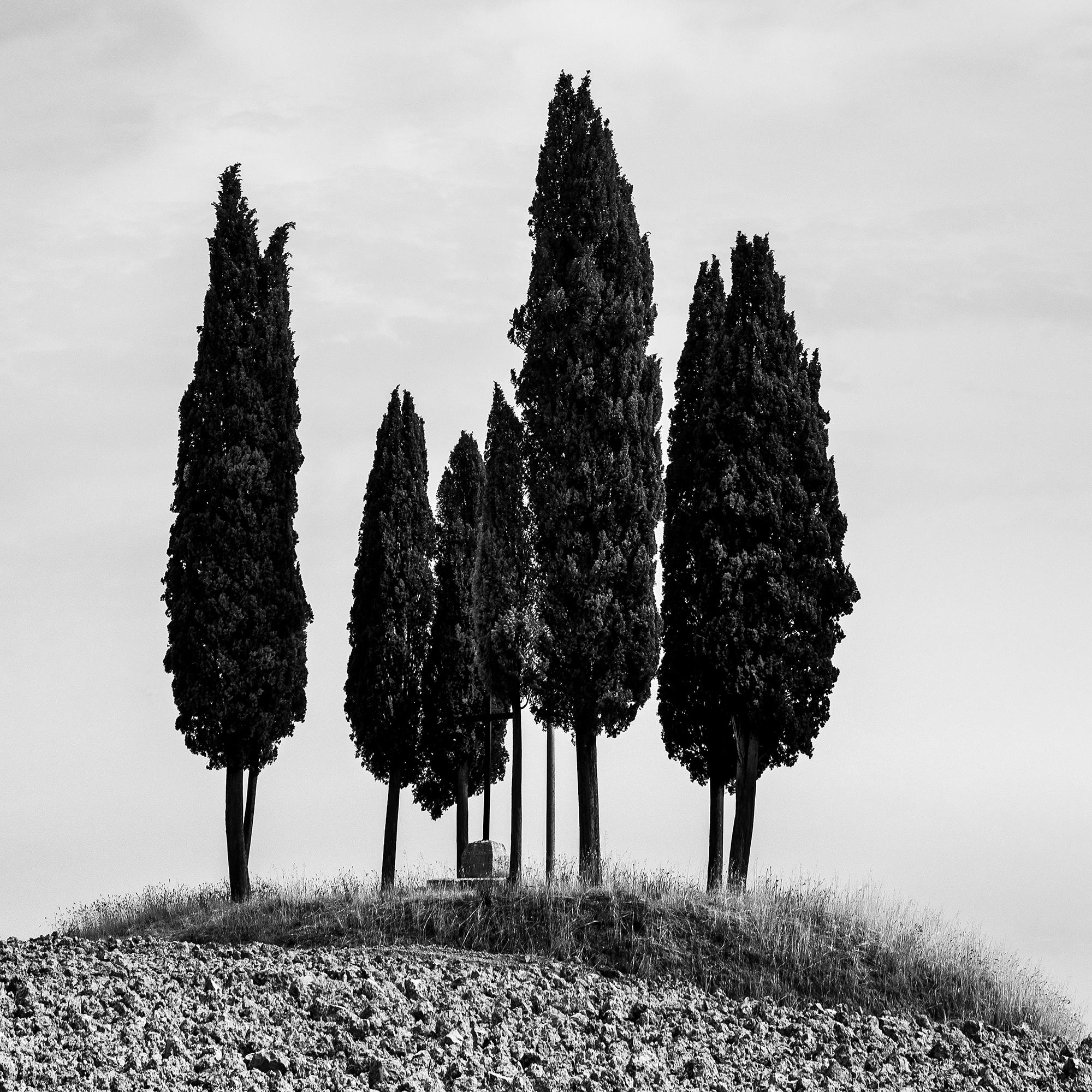 Cerchio di cipressi, Toscana, fotografia di paesaggio in bianco e nero in vendita 5