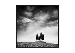 Circle of Cypress Trees, Tuscany, black and white landscape photography