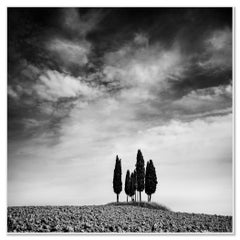Cerchio di cipressi, Toscana, fotografia di paesaggio in bianco e nero
