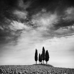 Cerchio di cipressi, Toscana, fotografia di paesaggio in bianco e nero