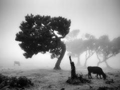 Cows on the foggy pasture #3, Portugal, black and white photography, landscape