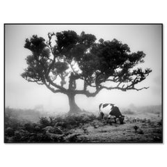 Fanal Forest, Madeira — Cows on a Foggy Pasture, Black and White Photograph