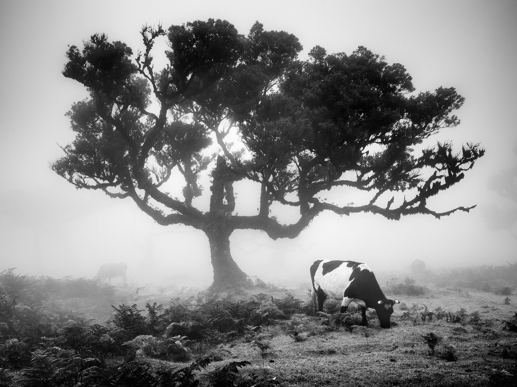 Vacas en los pastos neblinosos, Black Forest, fotografía en blanco y negro, paisaje