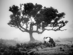 Vacas en los pastos neblinosos, Black Forest, fotografía en blanco y negro, paisaje