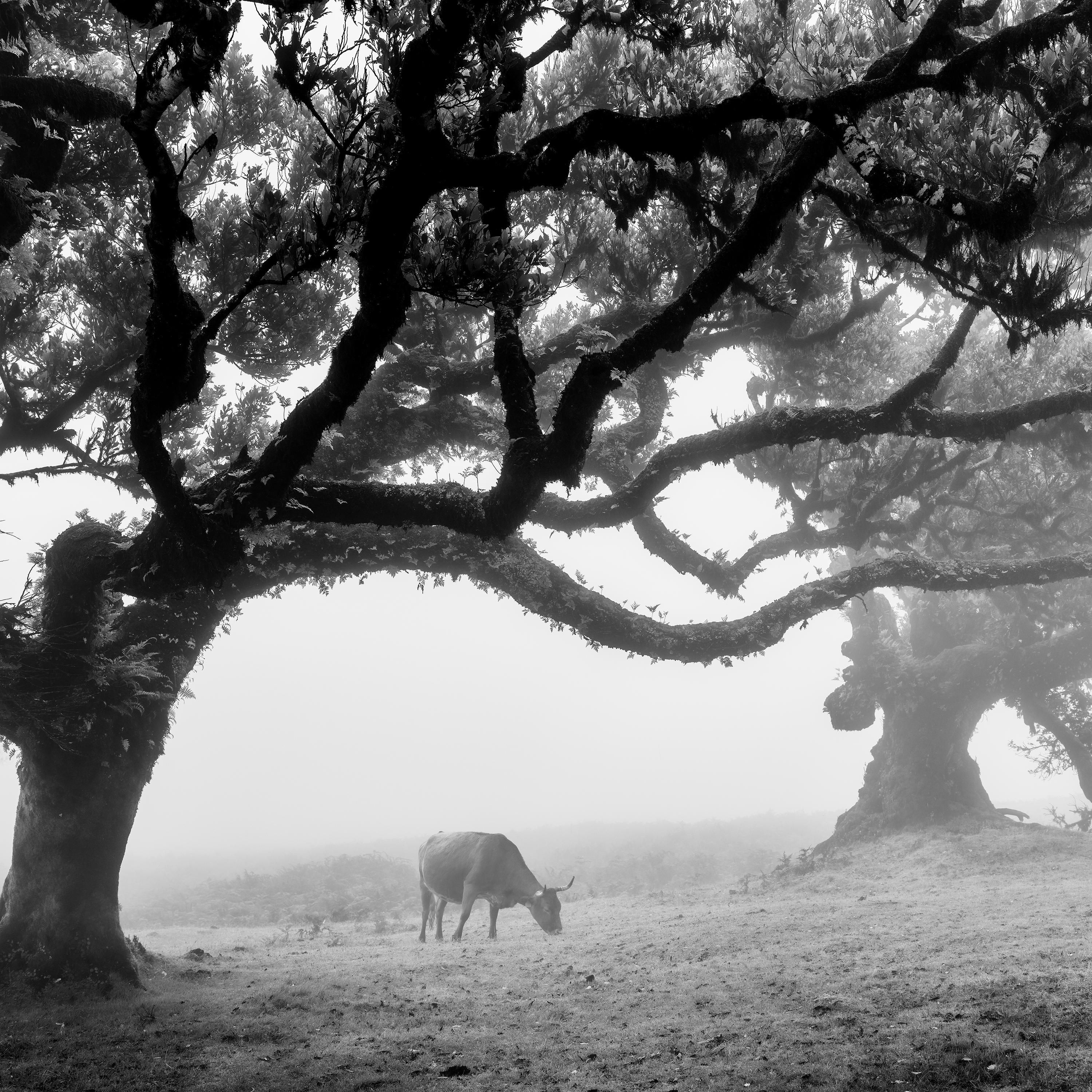 Cows on the foggy Pasture, Madeira, black and white photography, landscape, art For Sale 3