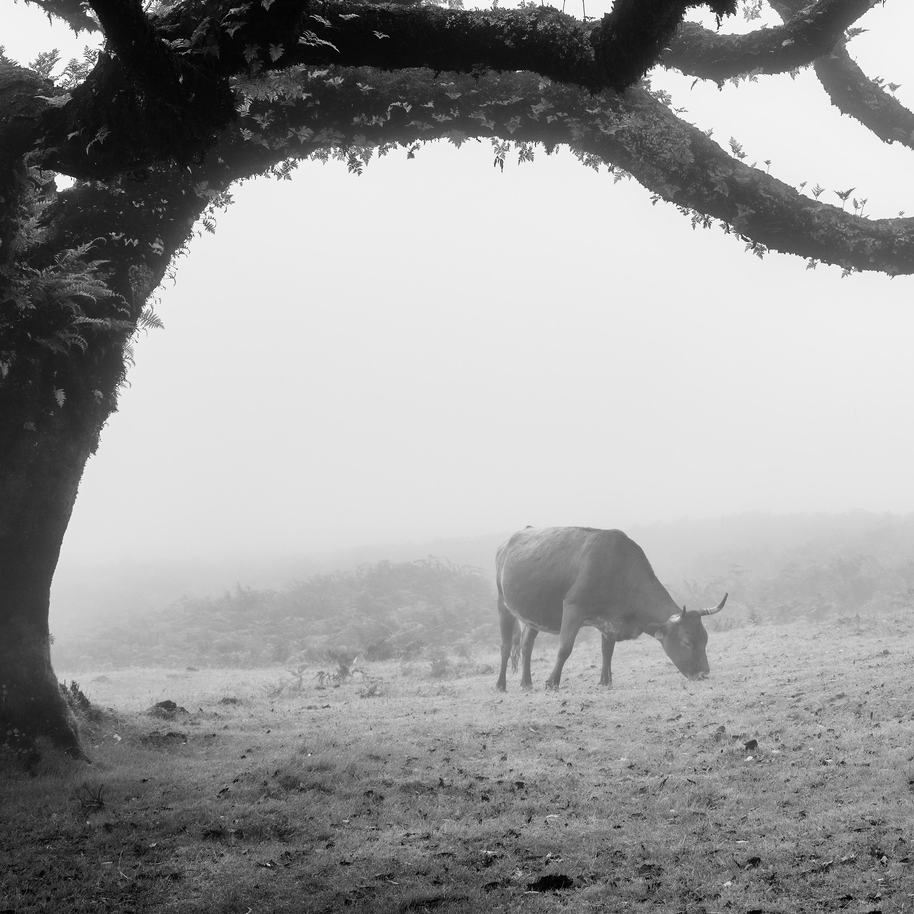 Cows on the foggy Pasture, Madeira, black and white, landscape photography For Sale 4