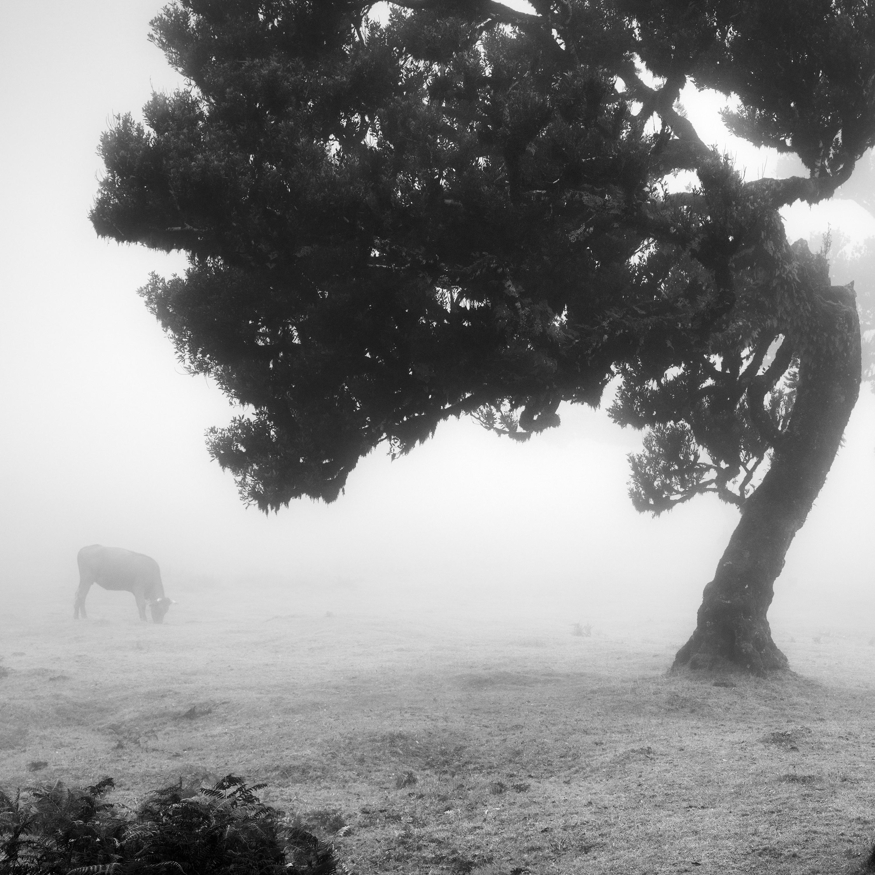 Cows on the foggy Pasture, misty forest, black and white photography, landscape For Sale 5
