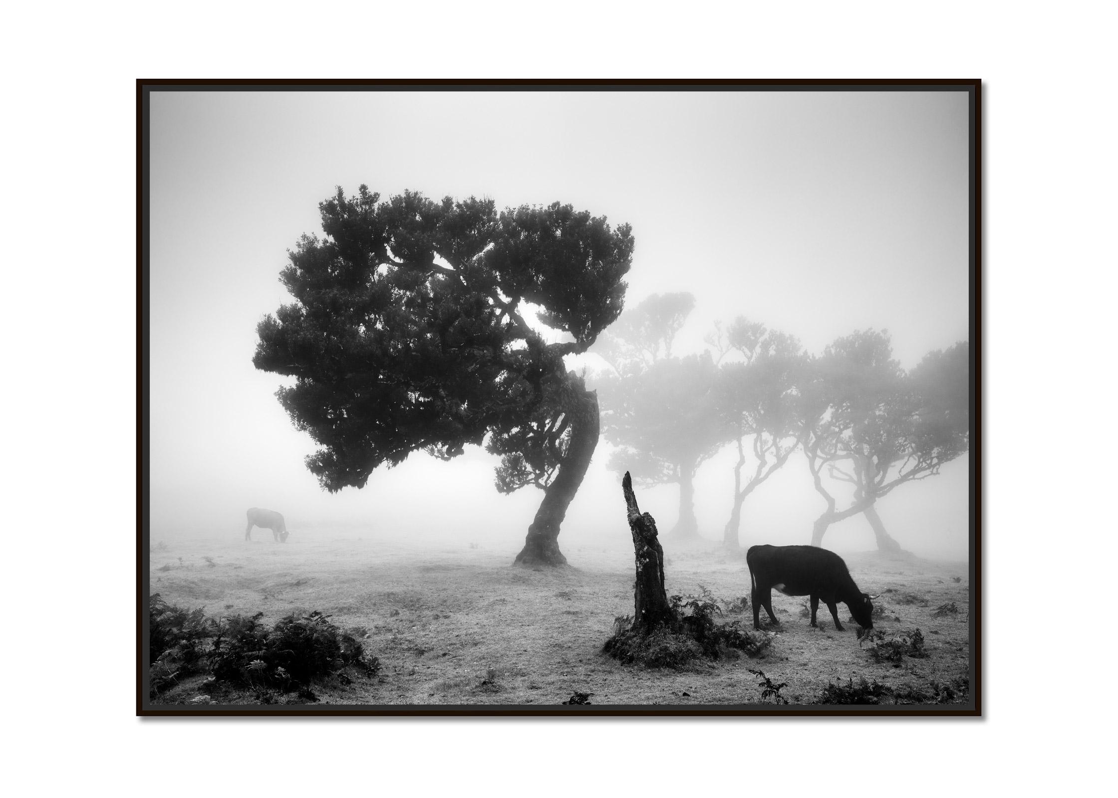 Cows on the foggy Pasture, misty forest, black and white photography, landscape - Photograph by Gerald Berghammer
