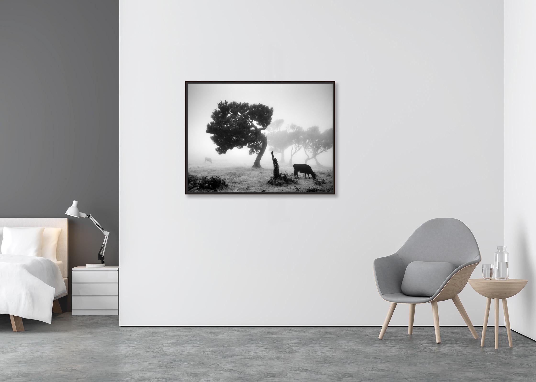 Cows on the foggy Pasture, misty forest, black and white photography, landscape - Contemporary Photograph by Gerald Berghammer