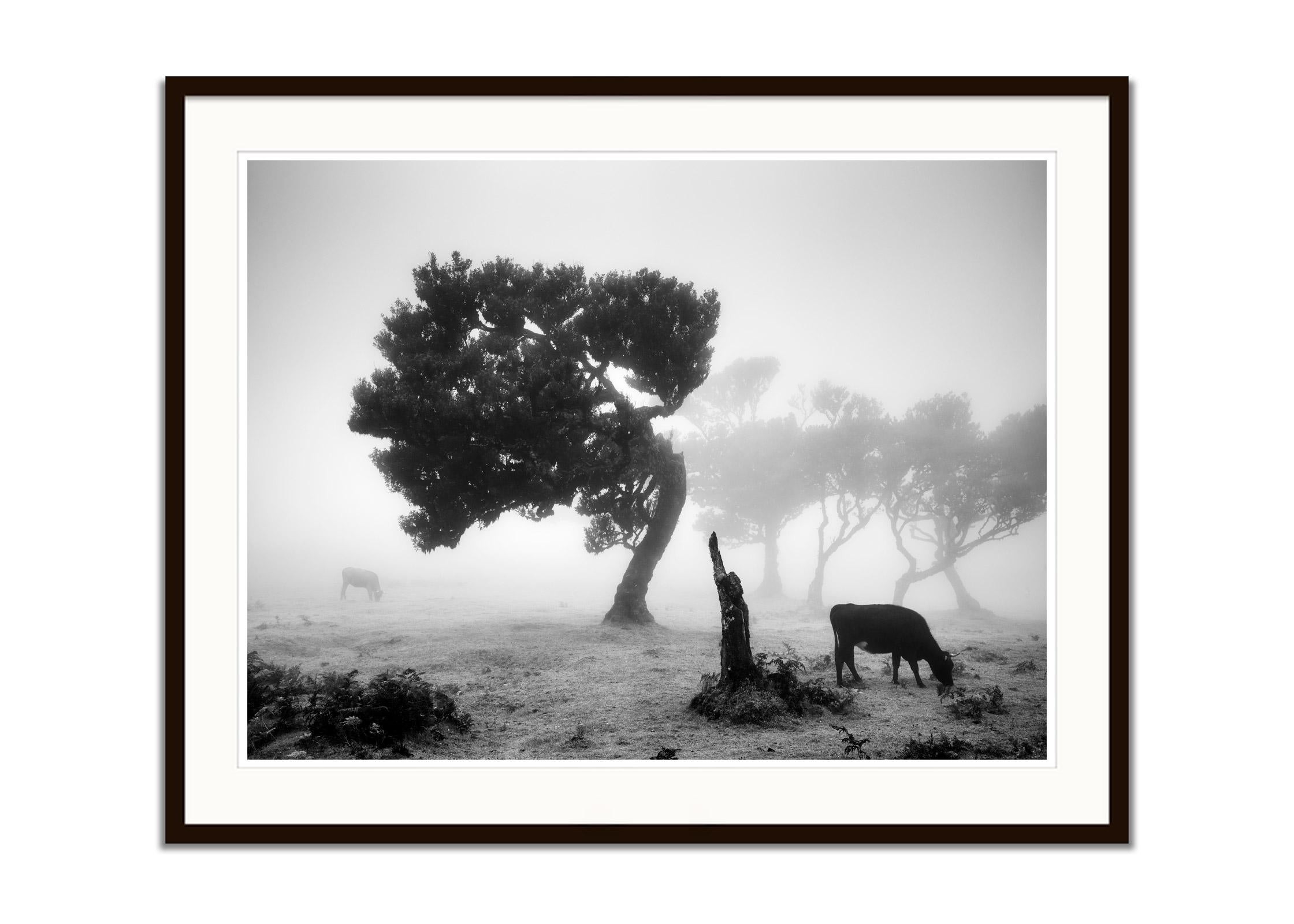 Cows on the foggy Pasture, misty forest, black and white photography, landscape - Gray Black and White Photograph by Gerald Berghammer