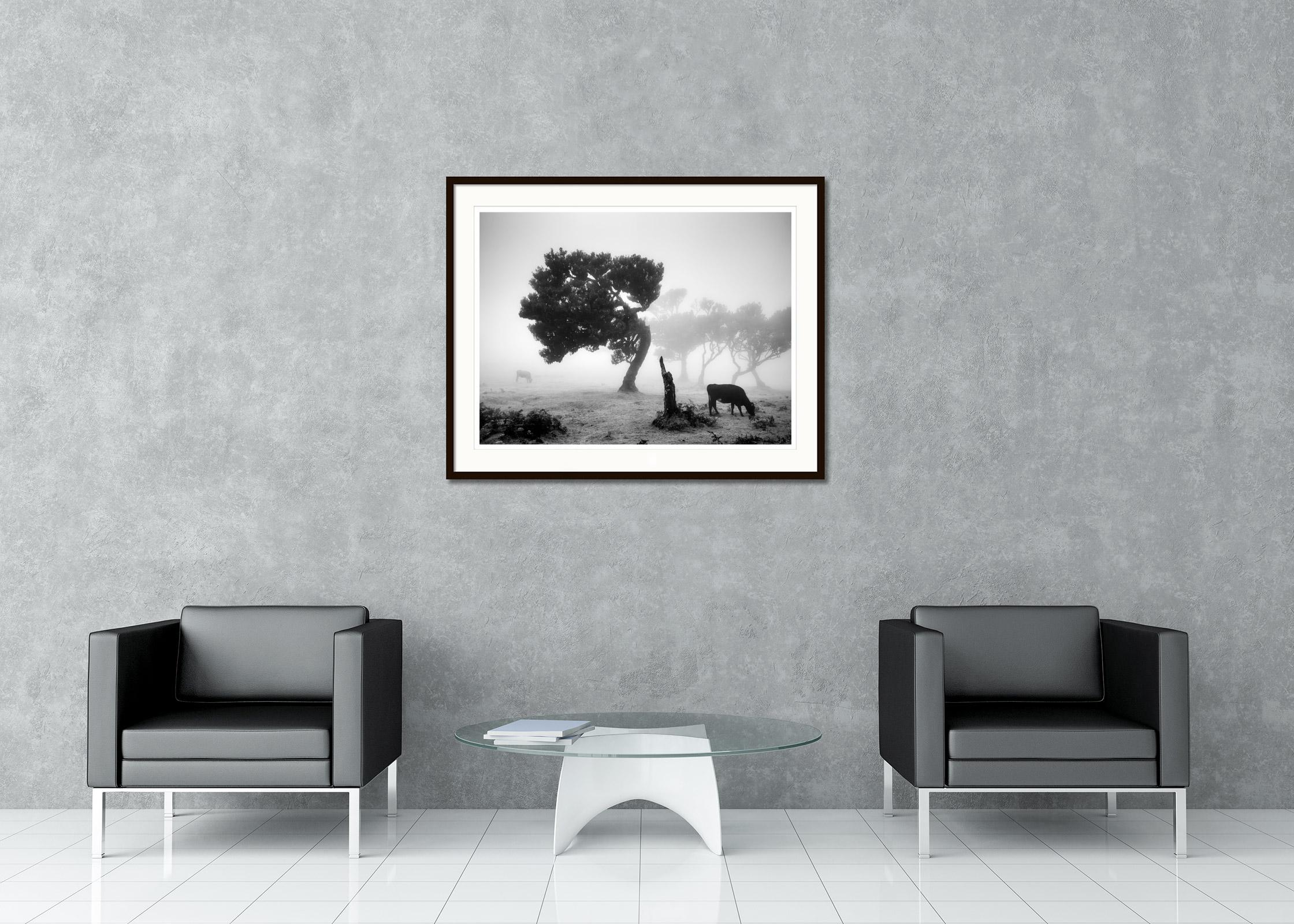 Black and white fine art landscape photography. Fairy forest of madeira in the fog with cows and crooked trees, Fanal, Portugal. Archival pigment ink print, edition of 8. Signed, titled, dated and numbered by artist. Certificate of authenticity