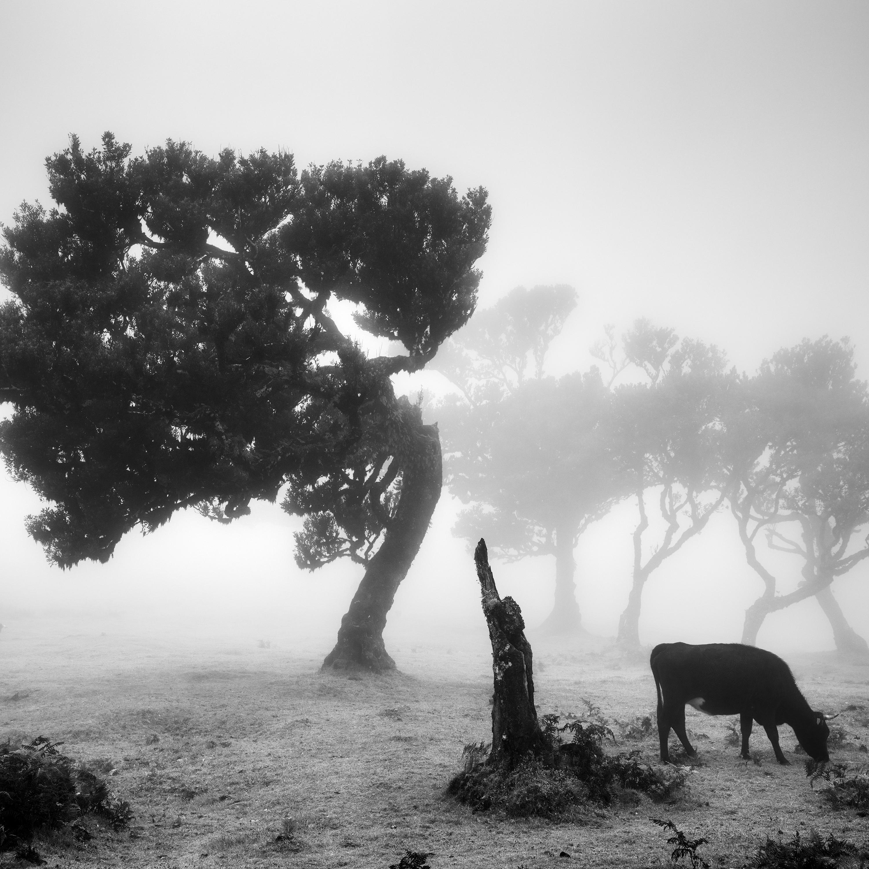 Cows on the foggy Pasture, misty forest, black and white photography, landscape For Sale 3