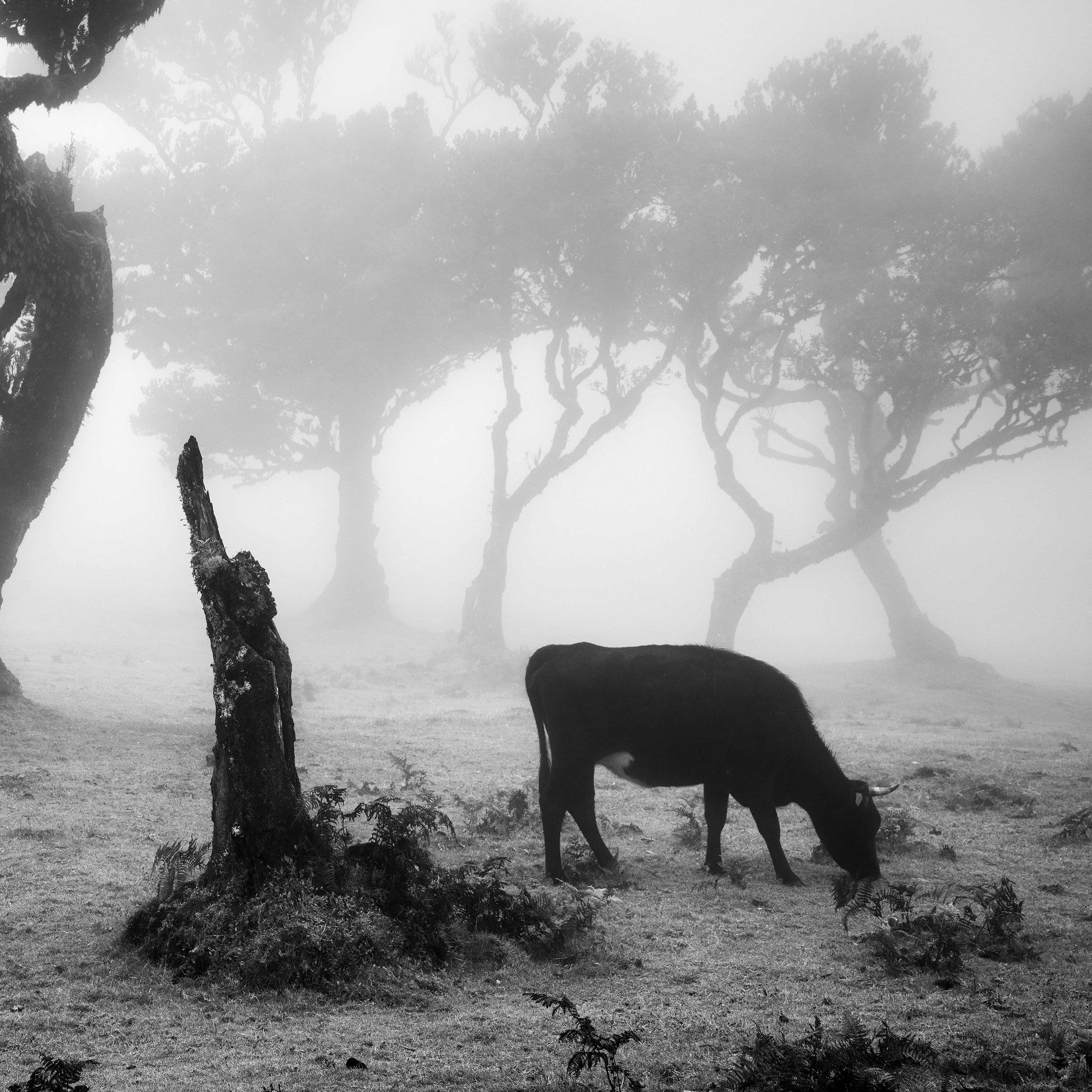 Cows on the foggy Pasture, misty forest, black and white photography, landscape For Sale 4