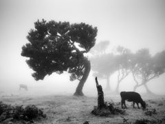Vaches sur le pâturage brumeux, forêt brumeuse, photographie en noir et blanc, paysage