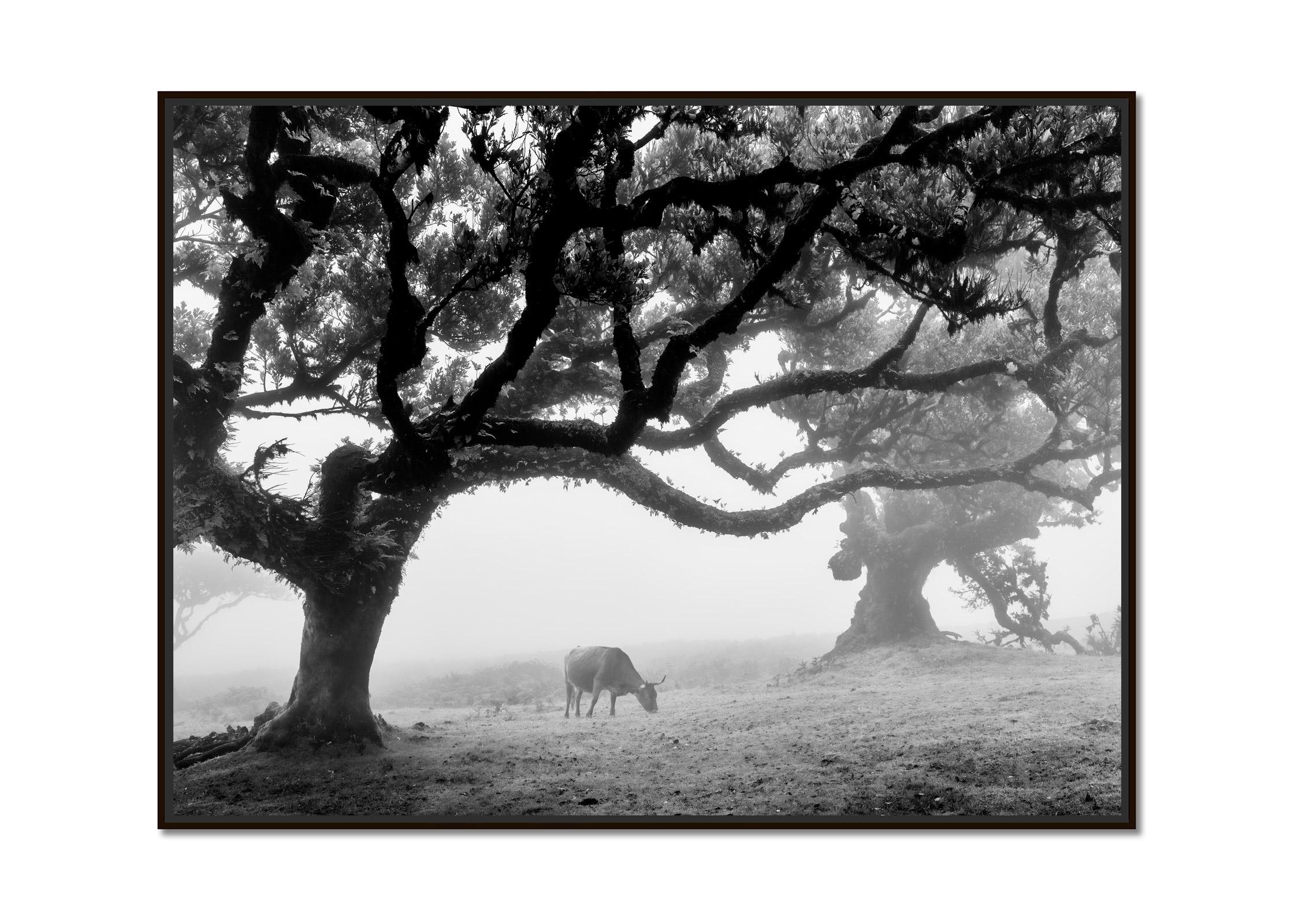 Cows on the foggy Pasture, Madeira, black and white photography, landscape, art - Photograph by Gerald Berghammer